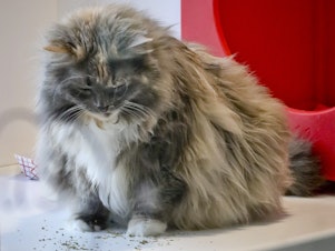 caption: Griselda , 11, a domestic long-haired cat, already declawed when she was surrendered by her owner for adoption, plays inside her enclosure at the Animal Haven pet shelter in New York.