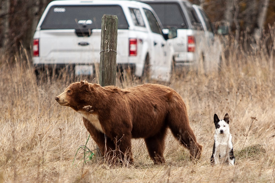 caption: Teton, a 10-week-old Karelian bear dog, waits for his handler, Nils Pederson, at the final "find" during a field-test. The "find" is a taxidermied bear.