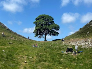 caption: The Sycamore Gap tree drew visitors and fame to a section of Hadrian's Wall near Hexham, in northern England. It's seen here in June and, at bottom, after it was felled in September.