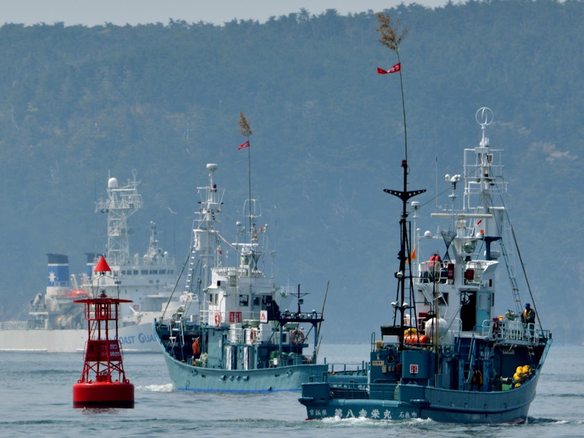 caption: A Japanese whaling fleets leaves the city of Ishinomaki in April 2014 as a Japan Coast Guard vessel provides security.