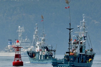 caption: A Japanese whaling fleets leaves the city of Ishinomaki in April 2014 as a Japan Coast Guard vessel provides security.