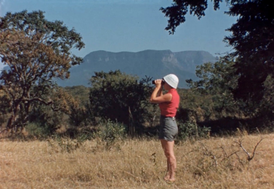 caption: Anne Innis Dagg searches for giraffe to study in South Africa in 1956