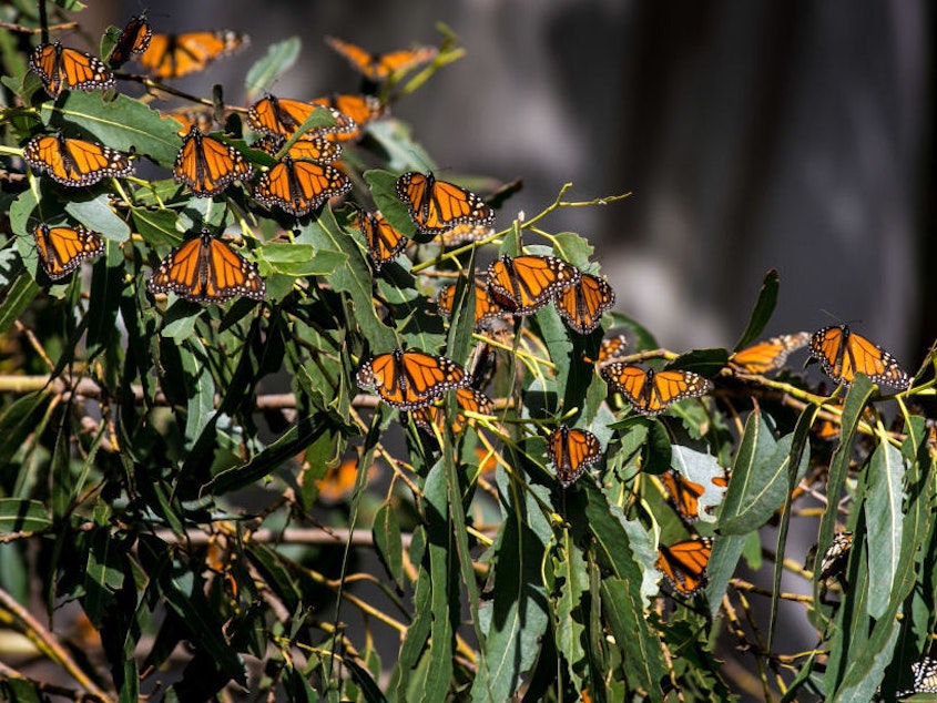 caption: Thousands of monarch butterflies gather in the eucalyptus trees at the Pismo State Beach Monarch Butterfly Grove.
