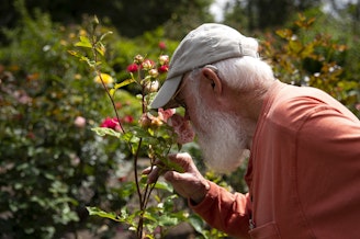caption: John Harmeling smells a rose in the rose garden that he has tended for roughly 35 years, on Wednesday, June 25, 2025, at Cascade View Bed and Breakfast in Bellevue.