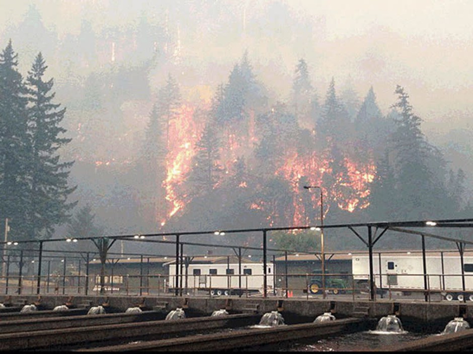 caption: The Eagle Creek Fire as seen from the Cascade Locks Hatchery. To keep hatchery fall chinook from dying because of the fire, Oregon officials released them early.CREDIT: OREGON DEPARTMENT OF FISH AND WILDLIFE
