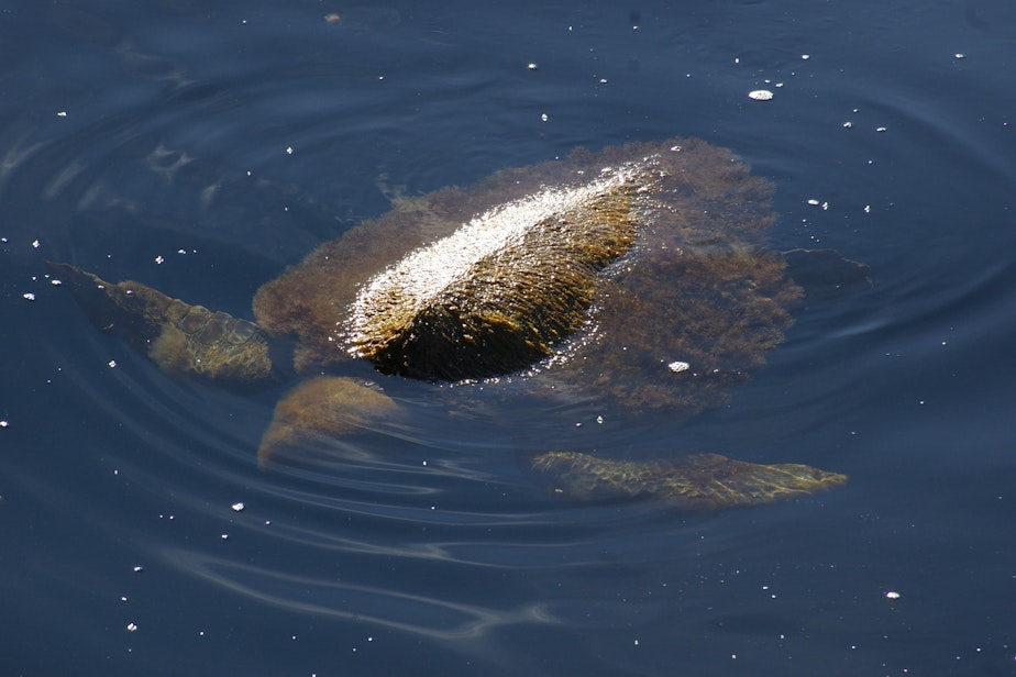 caption: Algae covers a loggerhead sea turtle on Feb. 22, 2015, about 50 miles southwest of Tofino, British Columbia, in the only confirmed sighting of a loggerhead off Canada’s west coast before 2024. It swam away after being photographed.