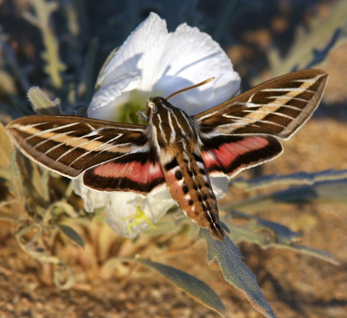caption: A white-lined sphinx pollinates a pale evening-primrose flower.