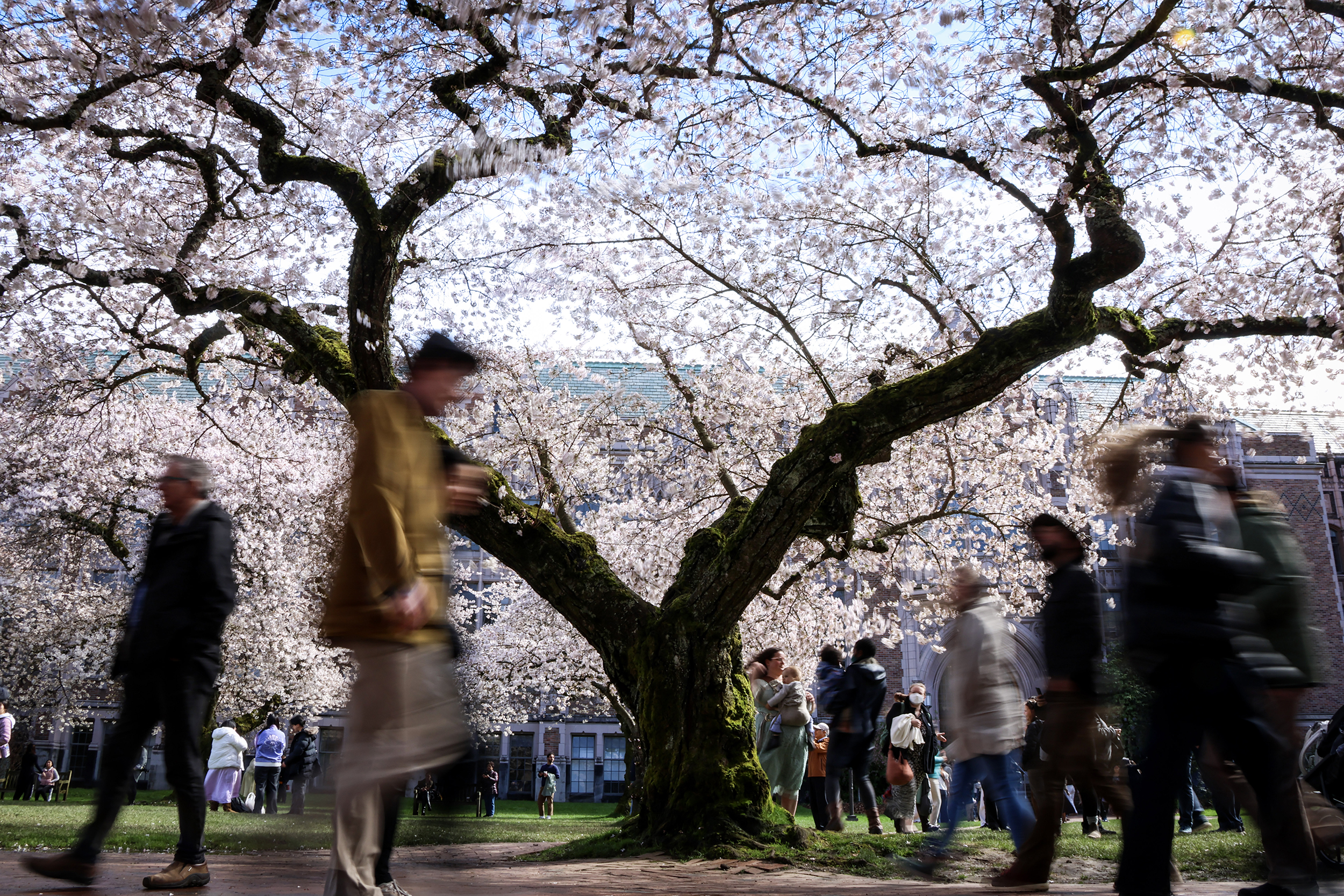 caption: Crowds visit the cherry blossoms on the University of Washington campus in Seattle in March. 
