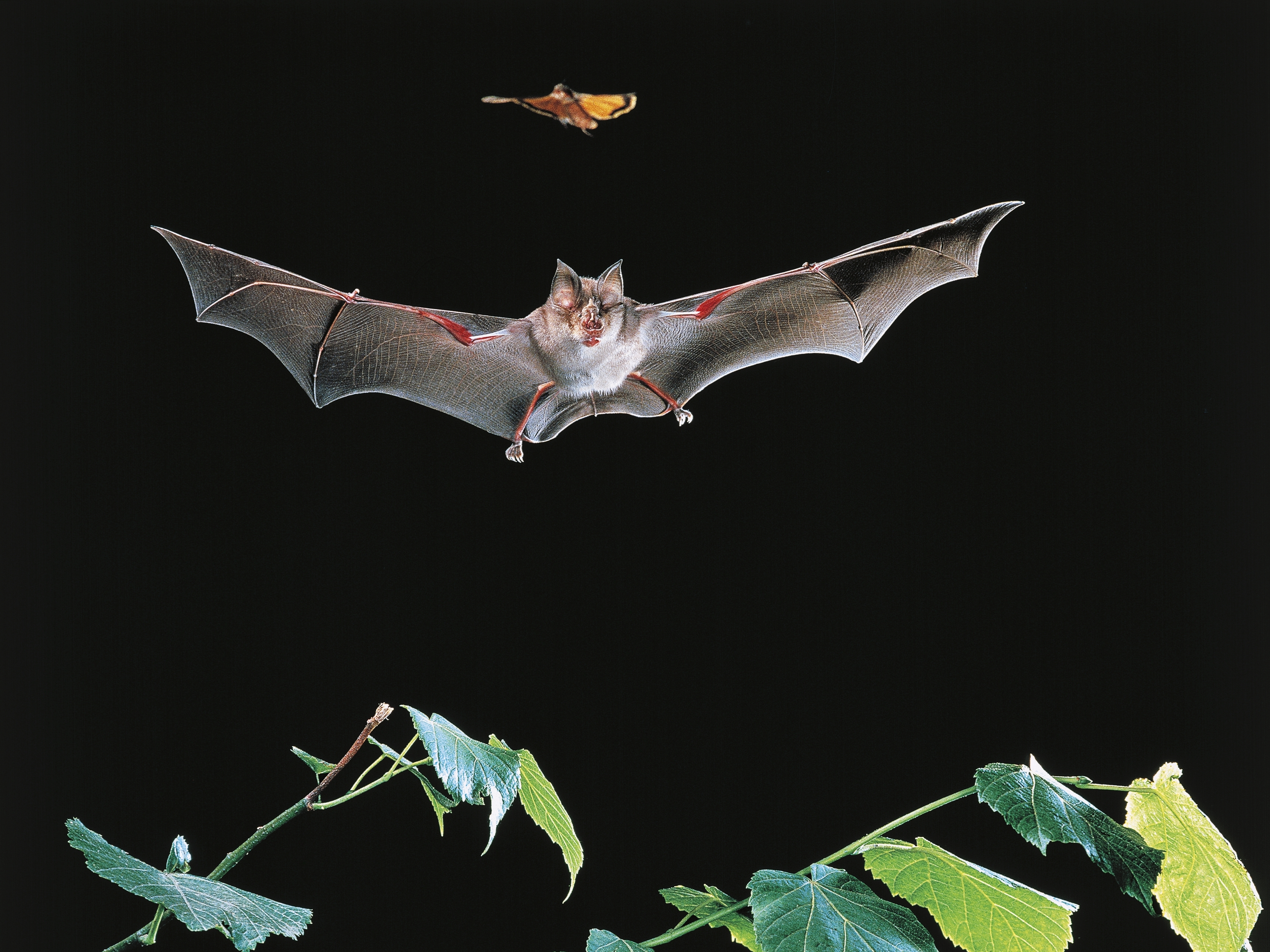 caption: Bats such as this greater horseshoe bat can harbor dangerous viruses. Researchers present new evidence that it might be possible to immunize the winged mammals to protect them — and us — from potentially lethal diseases.