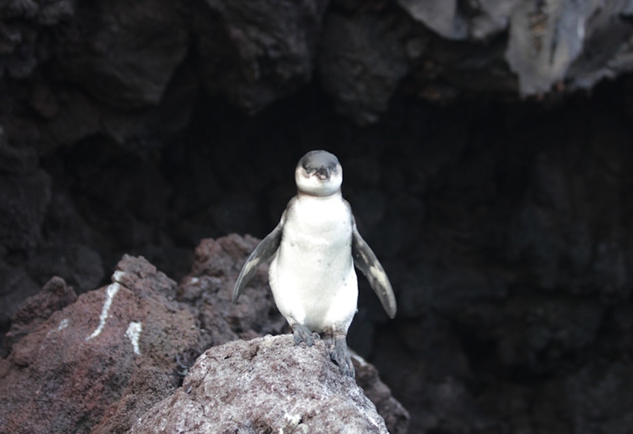 caption: Juvenile penguin on Genovesa Island. Click on this image to see more penguin photos.