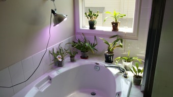 caption: Eric Hong's assortment of orchids lit by his LED grow light.