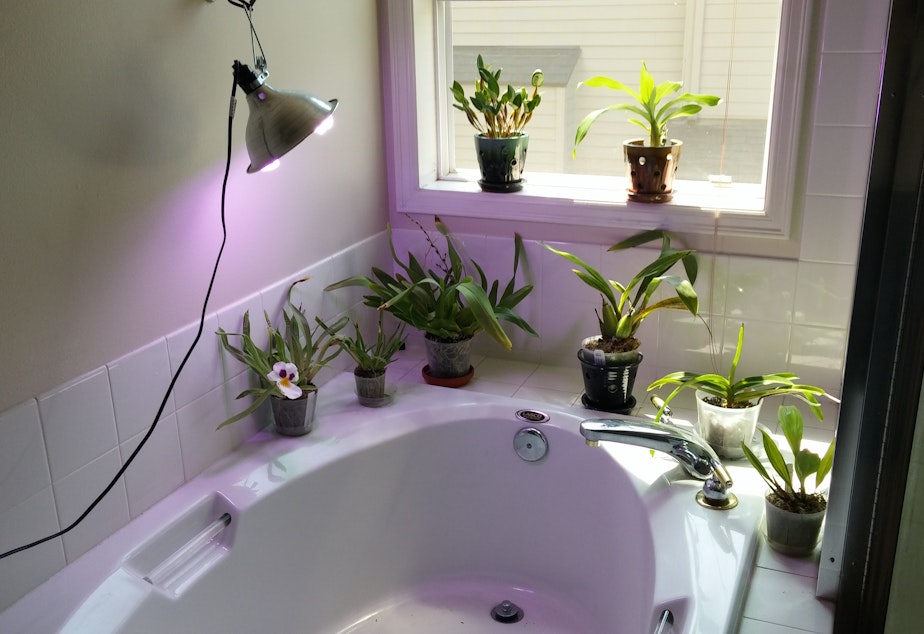 Eric Hong's assortment of orchids lit by his LED grow light.