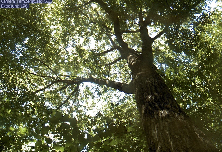 caption: The Witness Tree is depicted in Harvard Forest on August 27th, 2019.