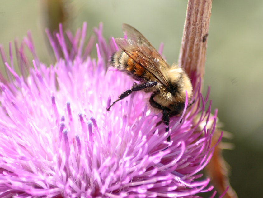 caption: Bumblebees, like this Hunt's bumblebee in Colorado, are vanishing because of extreme temperatures and habitat loss.
