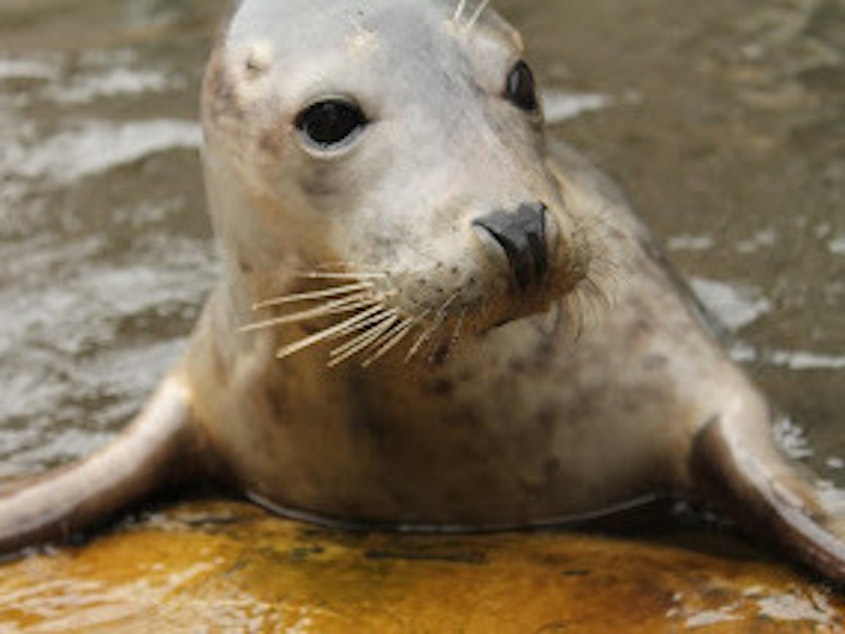 caption: Researchers trained Zola the seal to "sing" the <em>Star Wars</em> theme song.