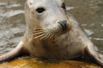 caption: Researchers trained Zola the seal to "sing" the <em>Star Wars</em> theme song.