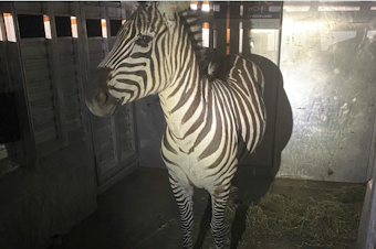 caption: Sugar the zebra photographed after being captured in a pasture near North Bend, Washington, on May 3, 2024.