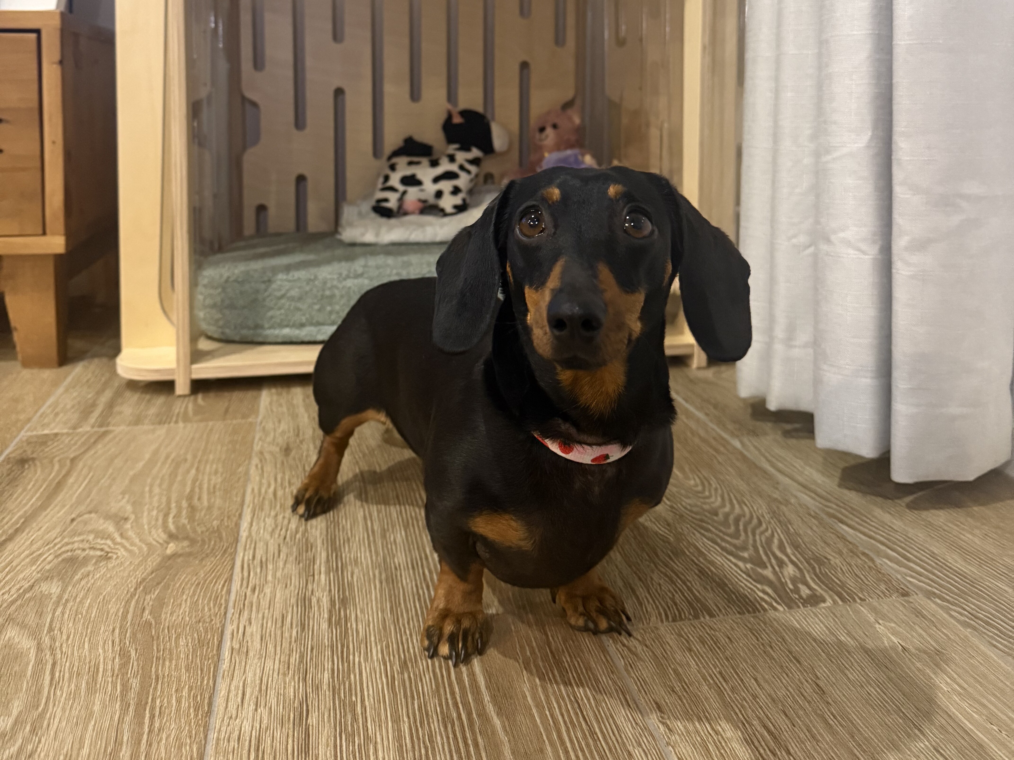 caption: Valerie the mini dachshund, at home in mid-May.