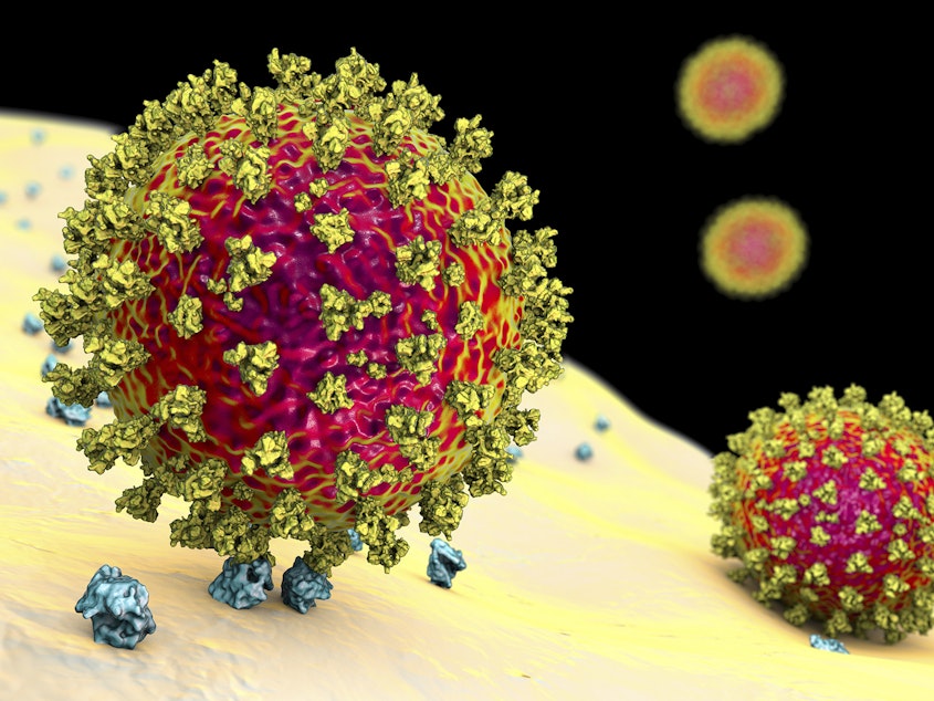 caption: The image depicts the coronavirus binding to a human cell. The variant identified in the United Kingdom has a mutation known to increase how tightly the virus binds to human cells.