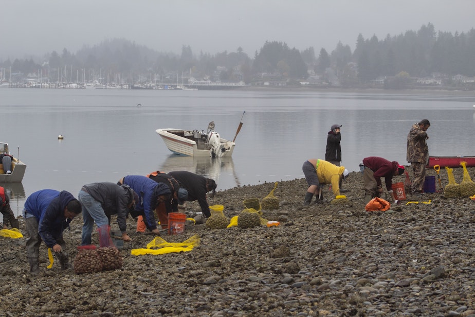 caption: Suquamish tribal members harvest clams in Liberty Bay on the Kitsap Peninsula in 2018. 