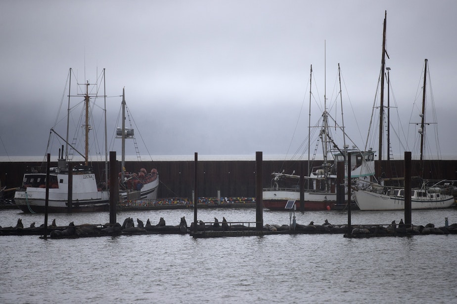 caption: Sea lions are piled up on a dock on Thursday, April 11, 2019, near the East Mooring Basin Boat Ramp in Astoria, Oregon.