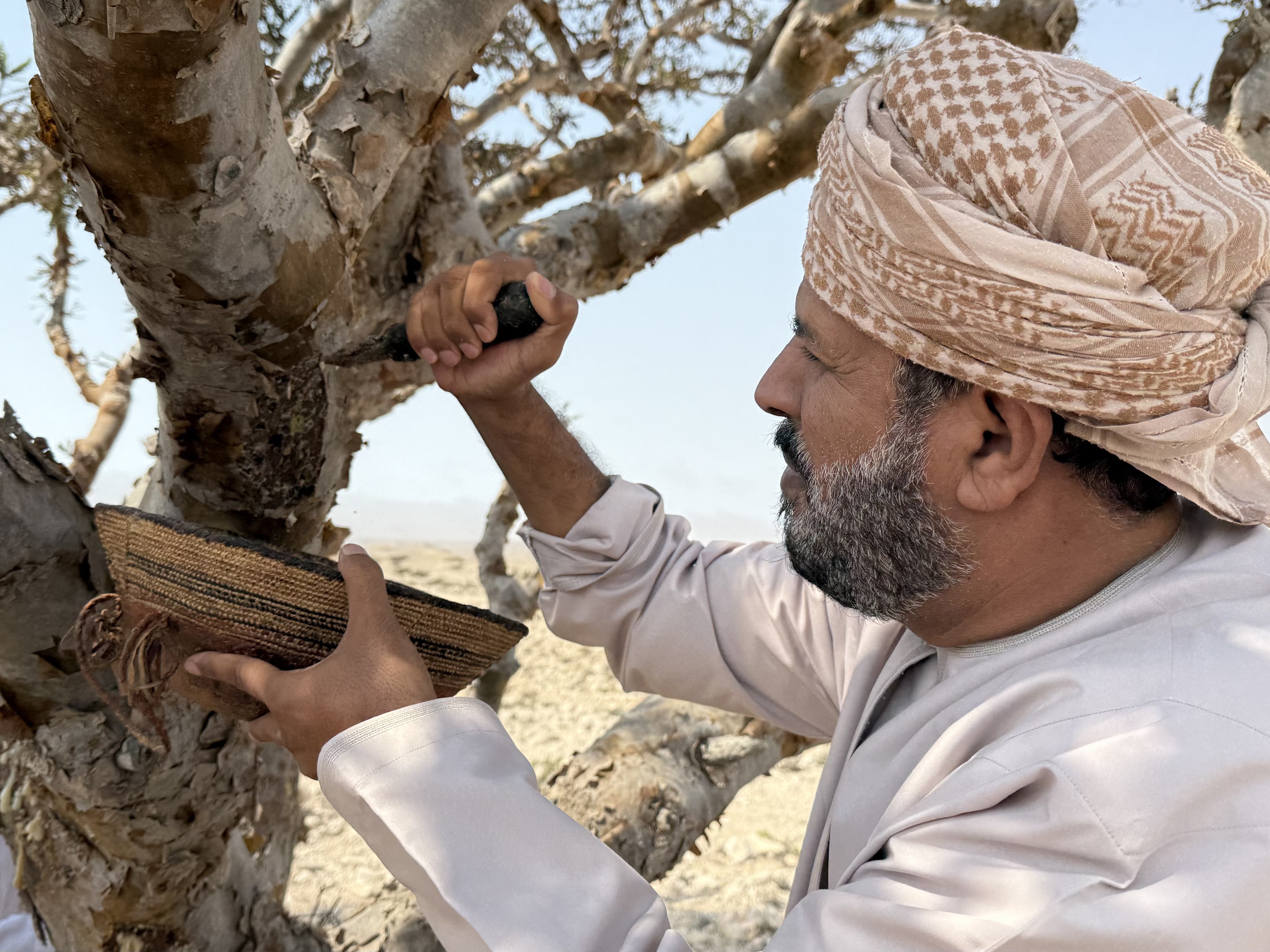 caption: Frankincense is harvested from Boswellia trees on the Arabian peninsula.  It's helped define trade routes for thousands of years, but shipments have been disrupted by the U.S. war with Iran.