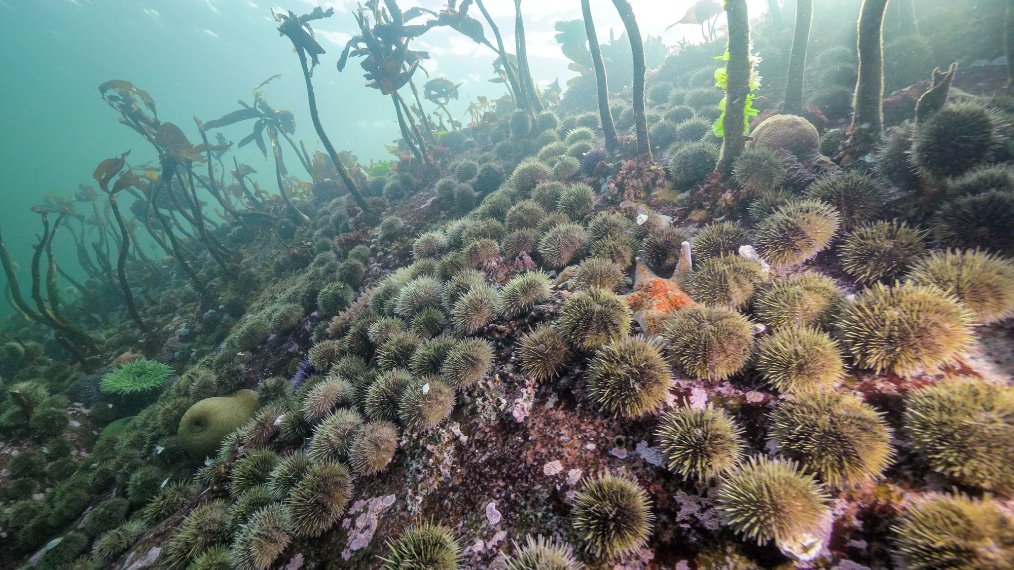 caption: An "urchin barren" spreads where sea urchins have denuded a kelp forest in Hakai Pass, British Columbia.