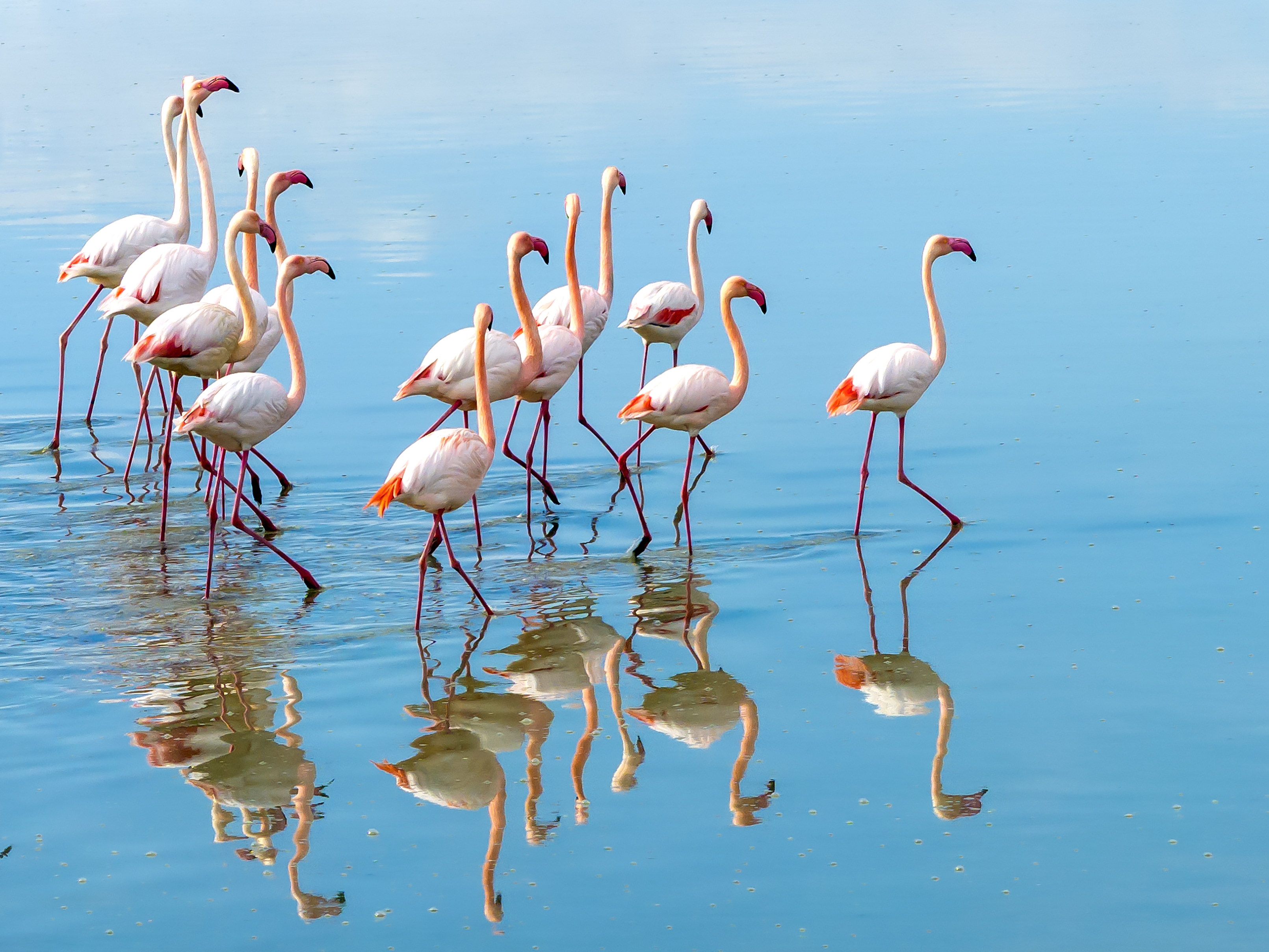 caption: Flamingos are filter feeders that live off shrimp, algae and other nibbles in wetlands around the world.