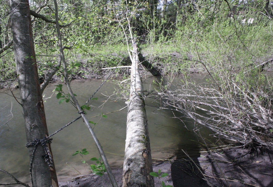 caption: Cross this log bridge to reach an island in Auburn where some homeless people live.