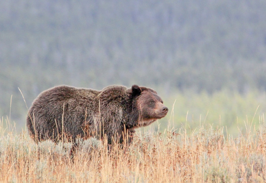 Grizzly near Wapiti Lake Trail in Yellowstone National Park.