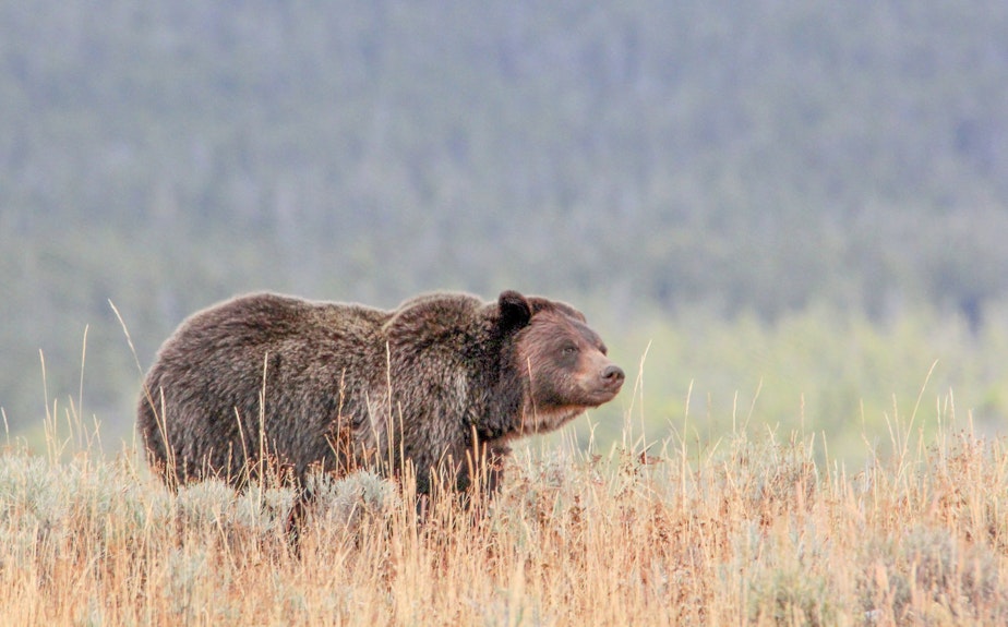 caption: Grizzly near Wapiti Lake Trail in Yellowstone National Park.