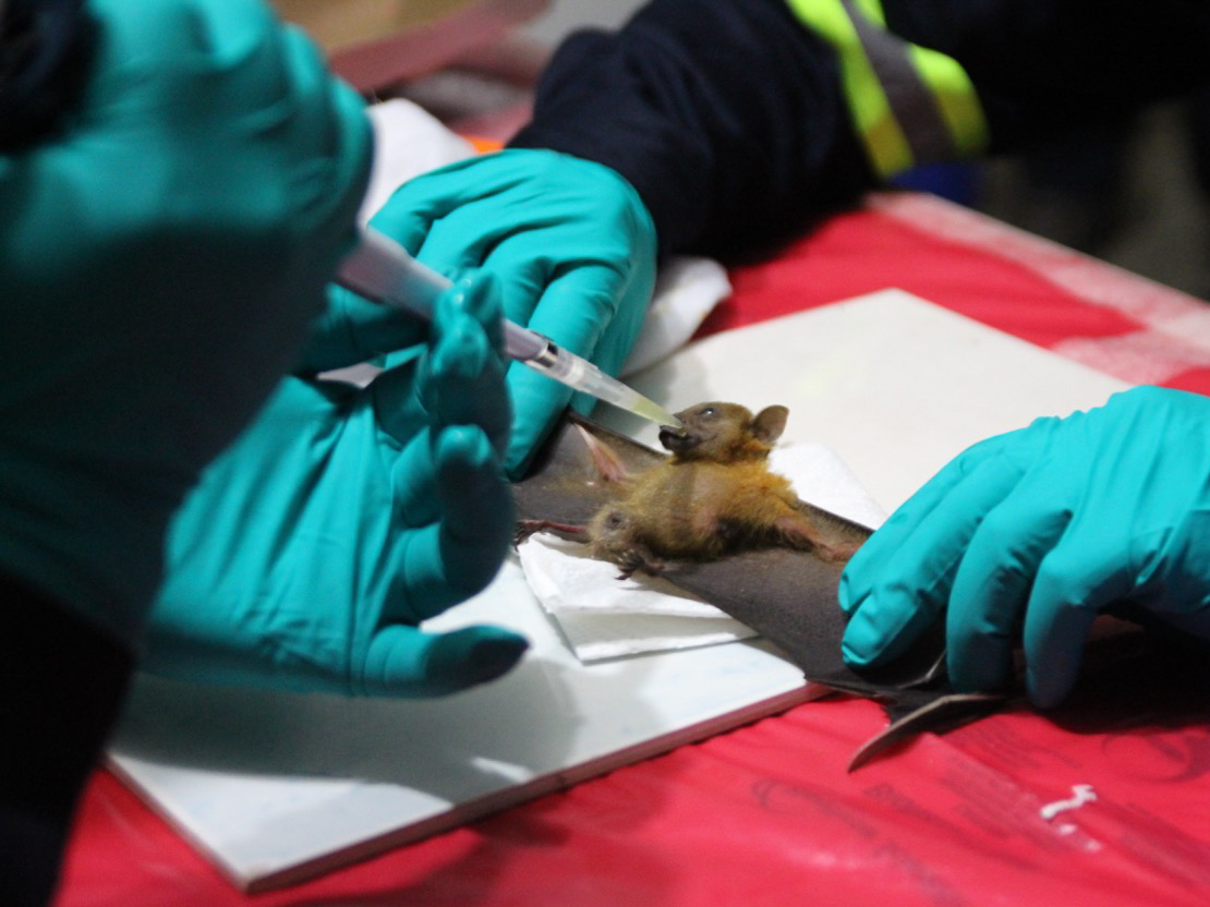 caption: Researchers give fruit juice to a short-nosed fruit bat after sampling its saliva, blood, urine and poop. They'll look for new viruses in the bat's bodily fluids.