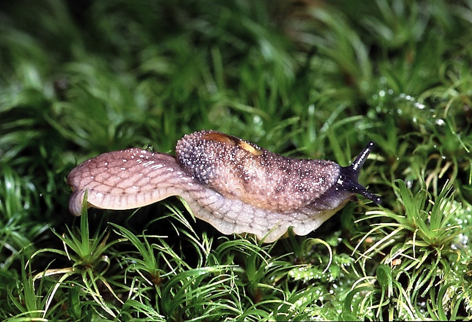 caption: A Burrington jumping slug on Vancouver Island