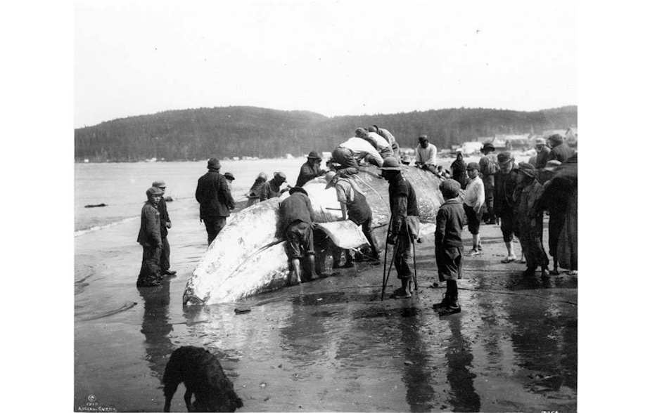 caption: Makah Indians cut up a whale at Neah Bay in Washington state, 1910.