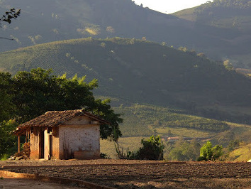 caption: Coffee fruit dries in the late-afternoon sun on a farm in the Brazilian state of Minas Gerais.