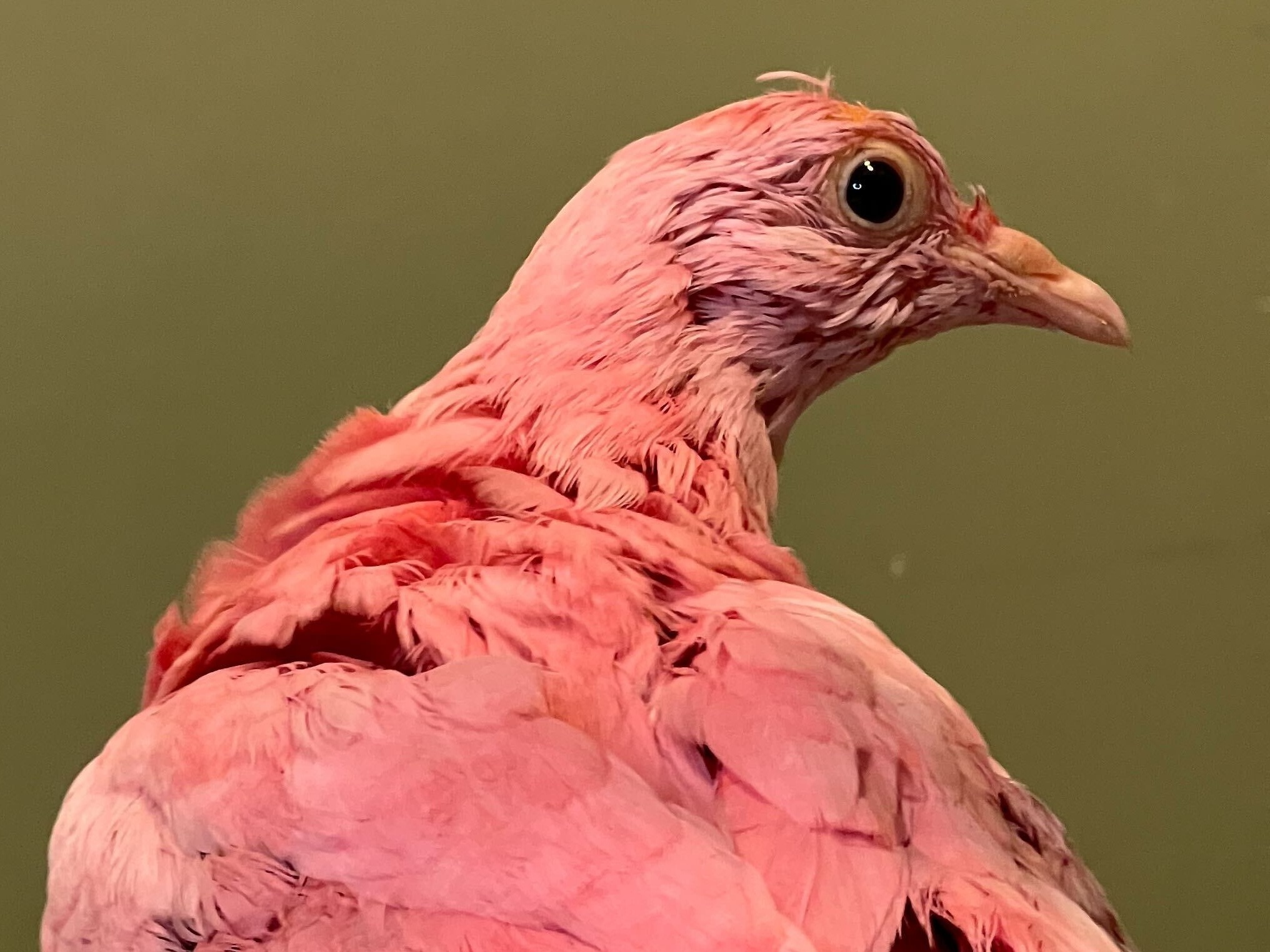 caption: A king pigeon that was dyed completely pink was named Flamingo after the domestic bird was rescued. But despite efforts to rehabilitate the animal, Flamingo has died.