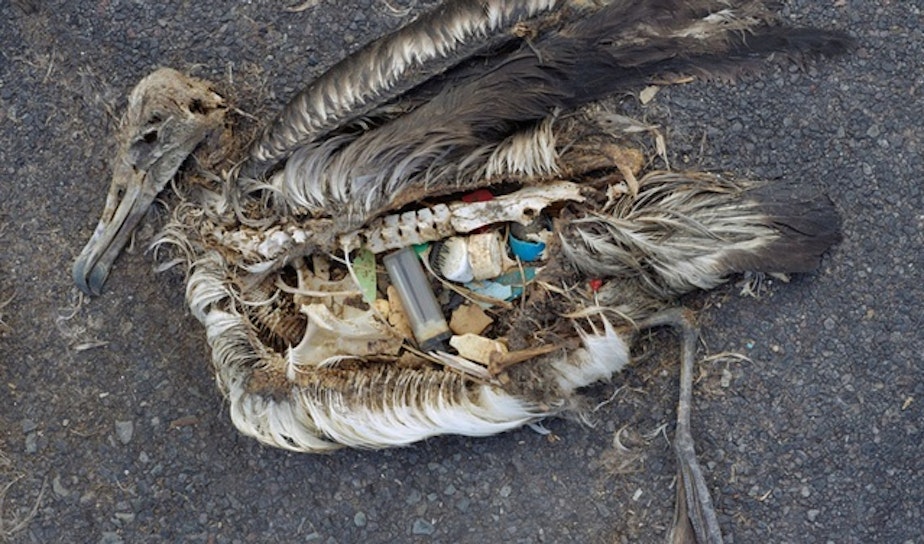 caption: The unaltered stomach contents of a dead albatross chick photographed in September 2009 include plastic marine debris fed to the chick by its parents.