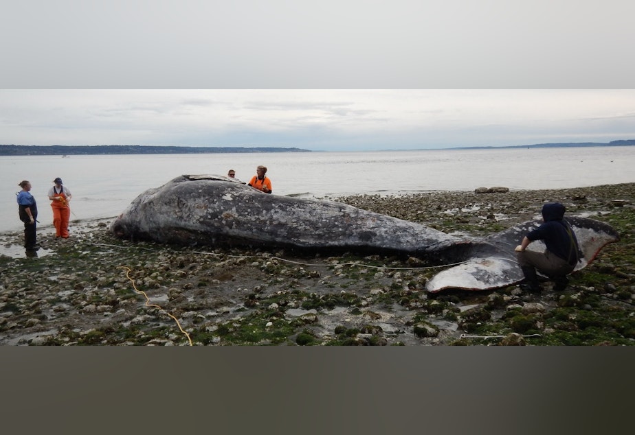 caption: Responders examine a malnourished adult gray whale on April 15, 2019 after it was towed to a remote beach after initially being found floating near downtown Seattle.