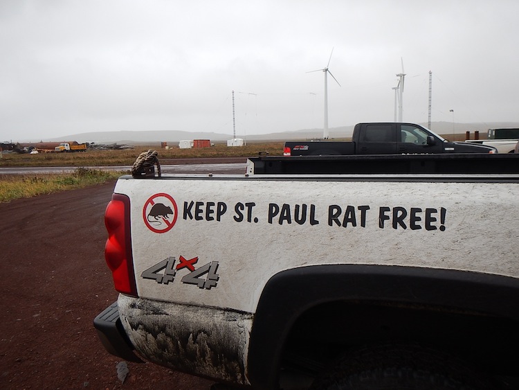 caption: On St. Paul Island in Alaska's Pribilofs, this is no empty slogan. The health of the islands' bird populations might depend on keeping rats away.