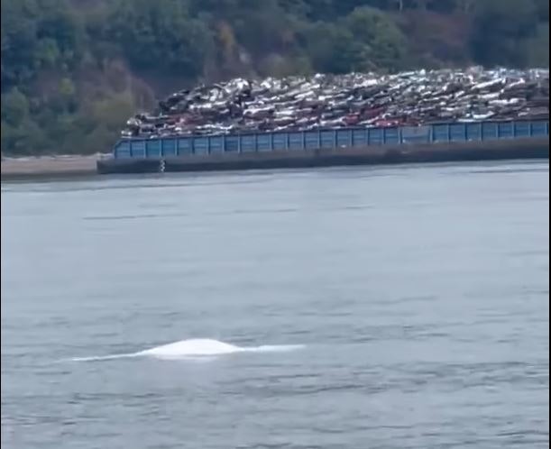 Beluga whale sighted off Seattle, Tacoma waterfronts