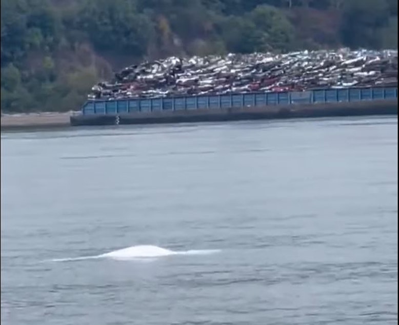 caption: A beluga whale surfaces in front of a scrap-car barge in Tacoma's Commencement Bay on Oct. 3.