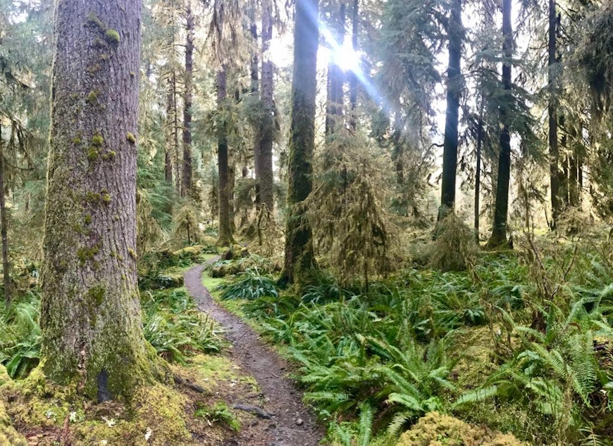 The Olympic Peninsula in Washington state his home to the Pacific chorus frog, elk and a variety of other species.