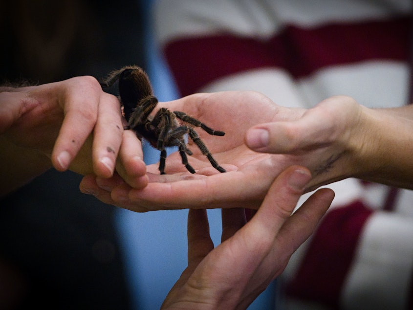 caption: With research projects on hold due to social distancing guidelines, scientists are being forced to decide what to do with the creatures that they study. Above, a Chilean rose tarantula on display at an exhibition in Hannover, Germany on Nov. 23, 2019.