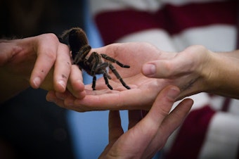 caption: With research projects on hold due to social distancing guidelines, scientists are being forced to decide what to do with the creatures that they study. Above, a Chilean rose tarantula on display at an exhibition in Hannover, Germany on Nov. 23, 2019.