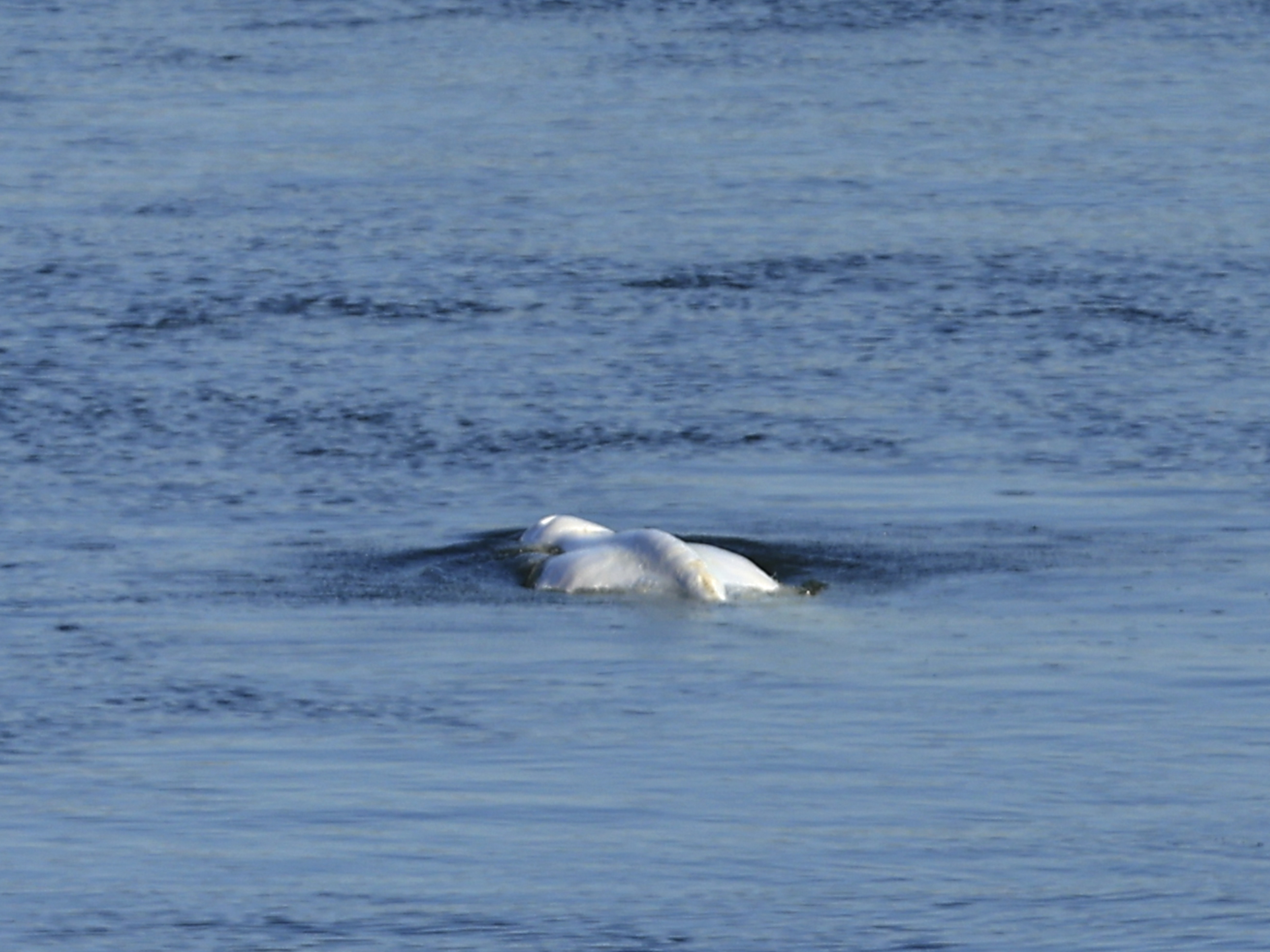 caption: The Beluga whale swims in the lock of Notre Dame de la Garenne in Saint-Pierre-la-Garenne, west of Paris, France, Tuesday, Aug. 9, 2022. During Wednesday's rescue operation, the dangerously thin animal began to have breathing difficulties, and experts decided the most humane thing to do was to euthanize the creature.