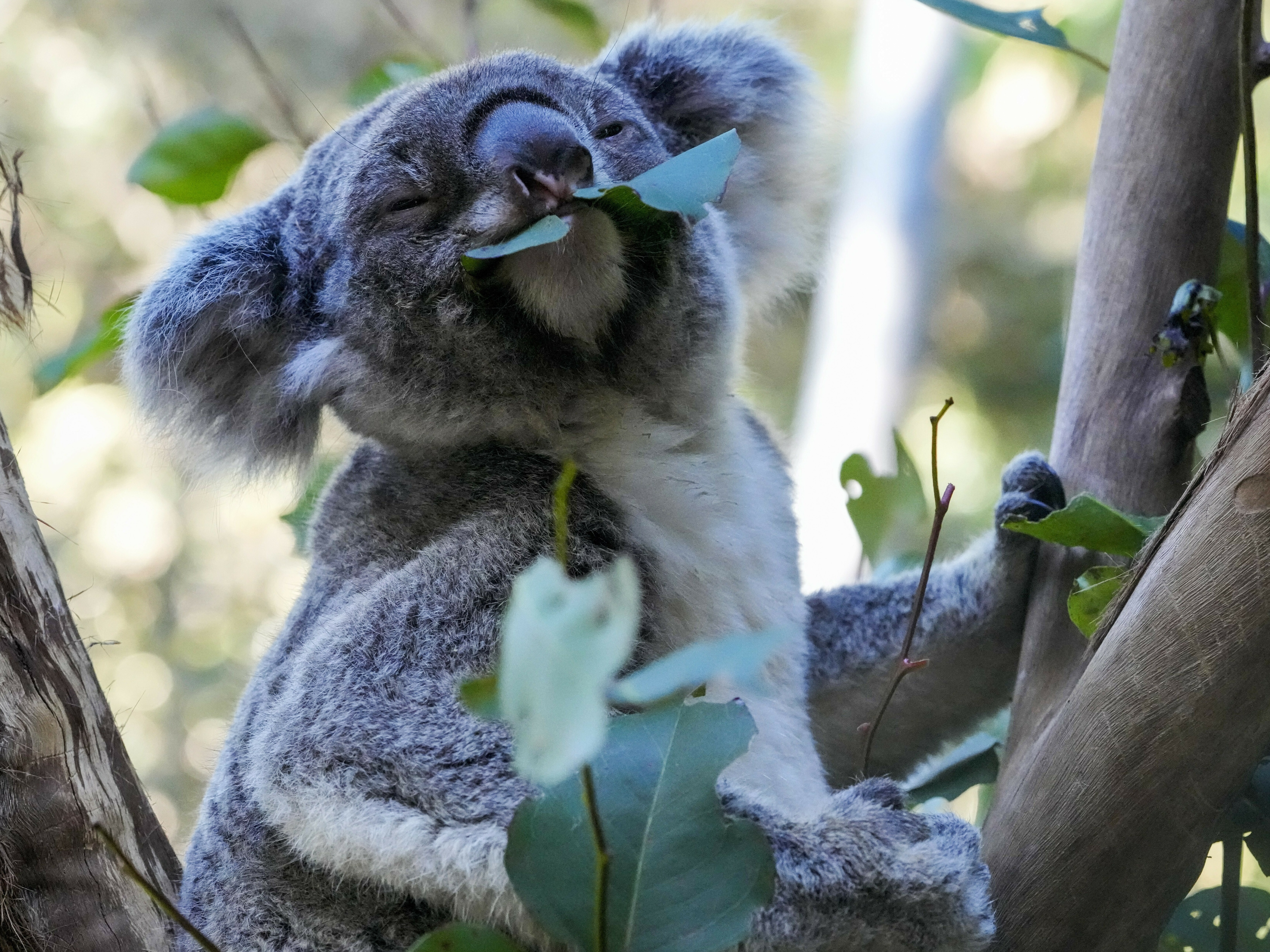 caption: The aim of Australian scientists vaccinating koalas for chlamydia is to test a method for protecting the beloved marsupials against a widespread disease that causes blindness, infertility and death.