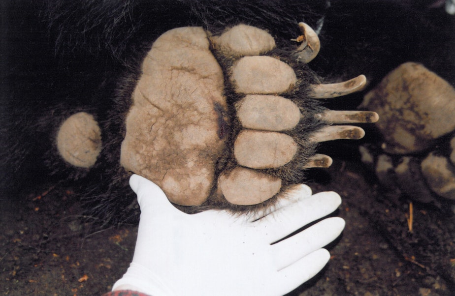 caption: Chris Morgan showing off a grizzly bear paw. 