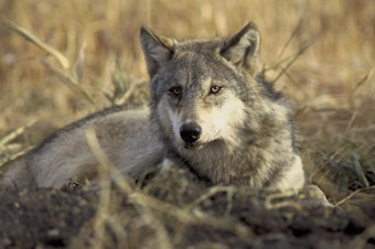 caption: <p>A resting gray wolf.</p>