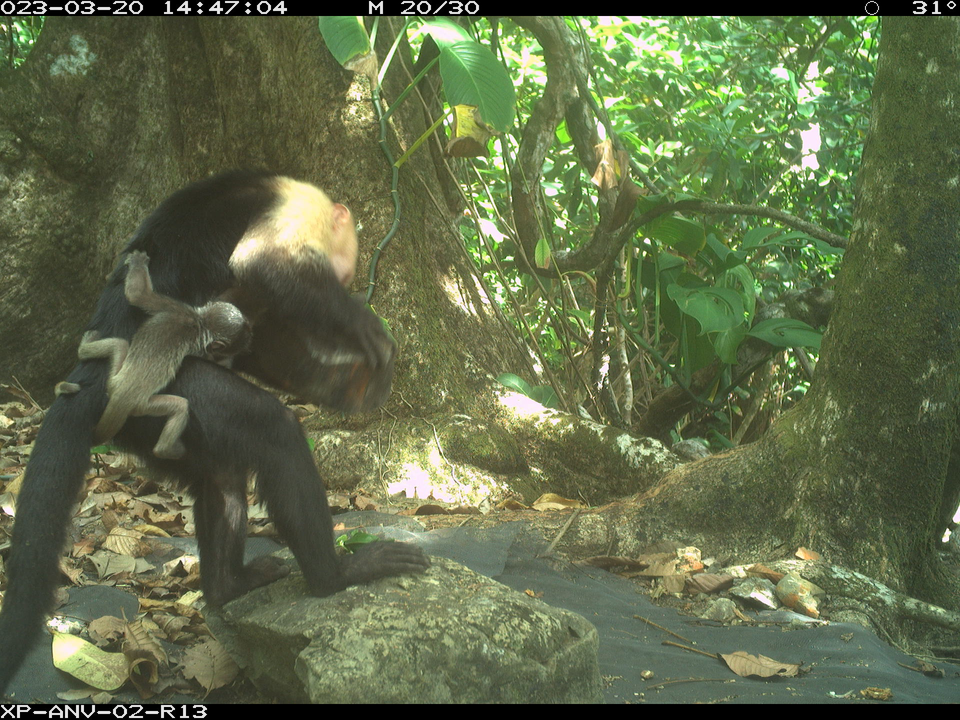 caption: In this still from a wildlife camera, a one-to-two-day-old howler monkey infant clings to the body of a young capuchin monkey. Scientists say the capuchins are likely kidnapping the howler babies for their own amusement.