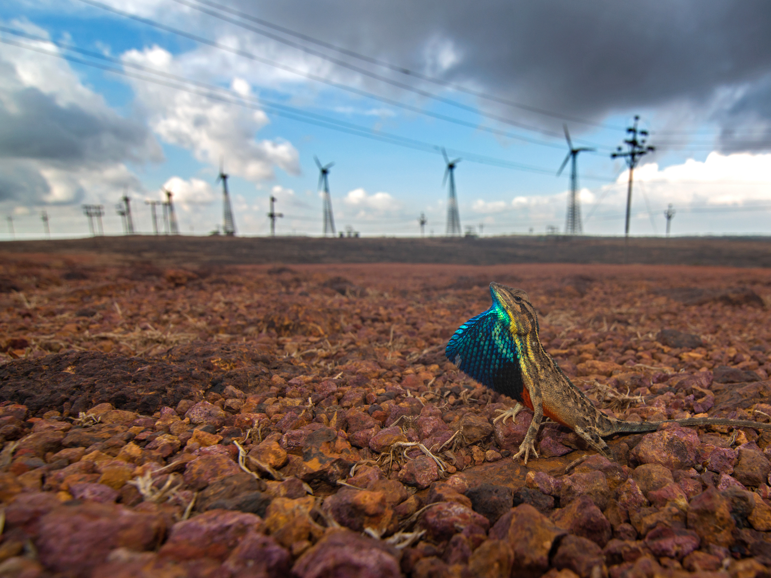 caption: A fan-throated lizard displays his dewlap sac in front of Asia's largest wind farm in the Western Ghats mountains of India. The construction of the windmills altered the <em></em>habitat of the lizards dramatically.